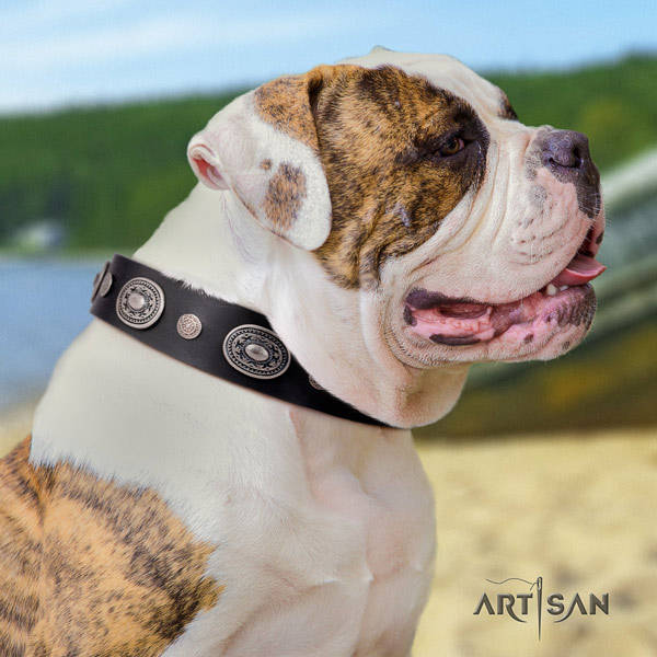 American Bulldog decorated genuine leather dog collar with incredible studs