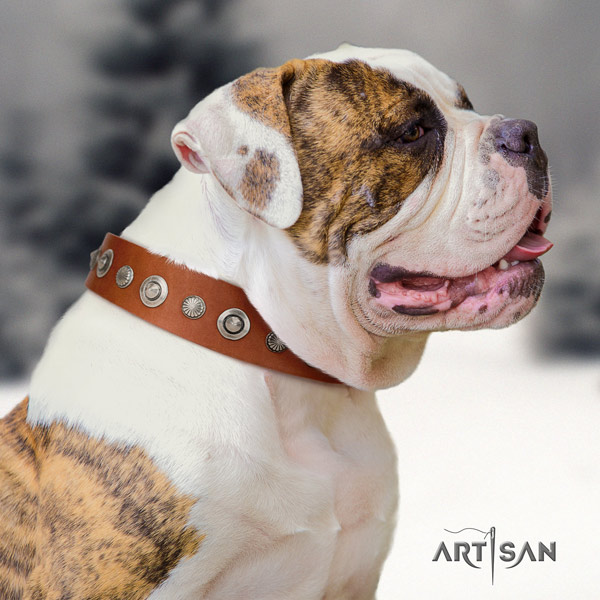 American Bulldog embellished genuine leather dog collar with stylish design adornments