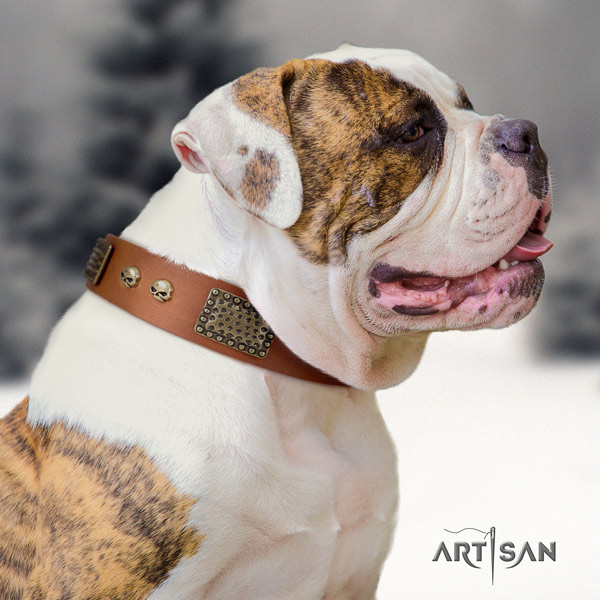 American Bulldog decorated genuine leather dog collar with designer embellishments