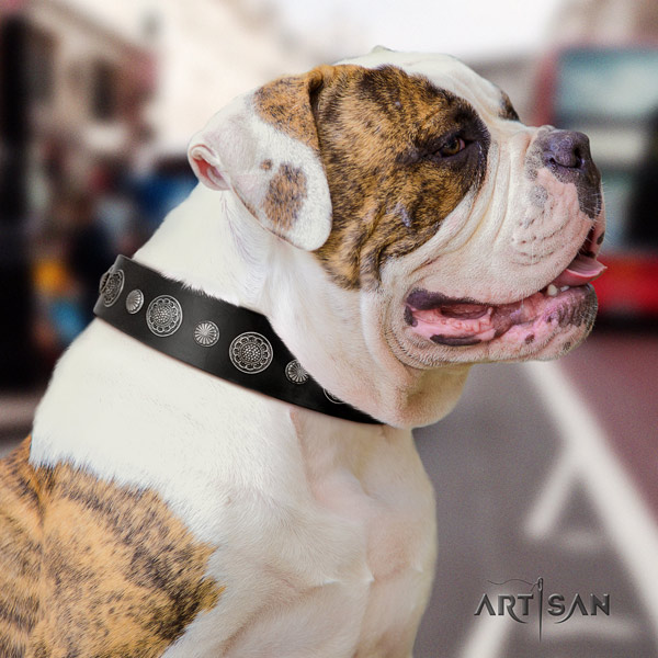 American Bulldog adorned leather dog collar with top notch decorations