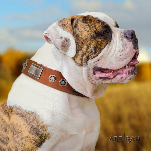 American Bulldog impressive leather dog collar with decorations