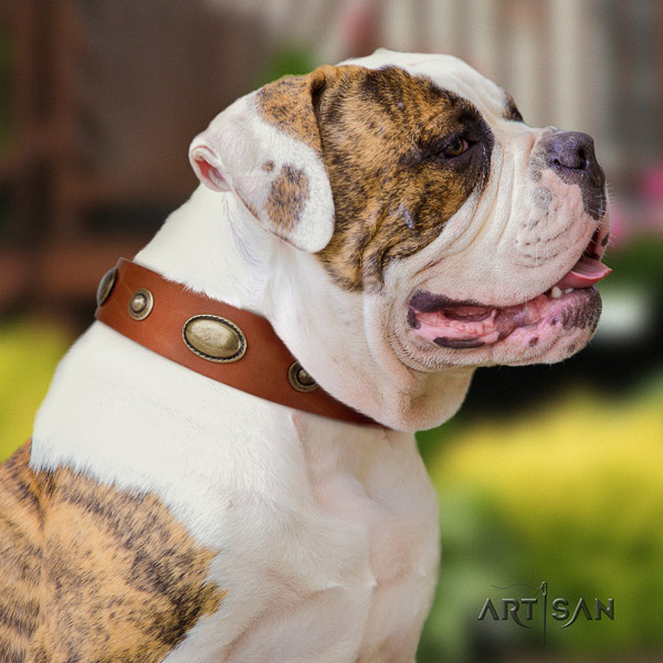 American Bulldog decorated leather dog collar with amazing studs