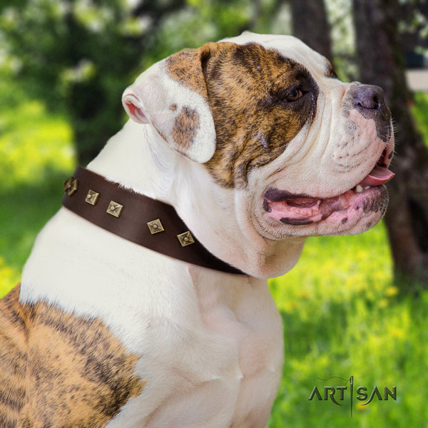 American Bulldog decorated genuine leather dog collar with stunning adornments