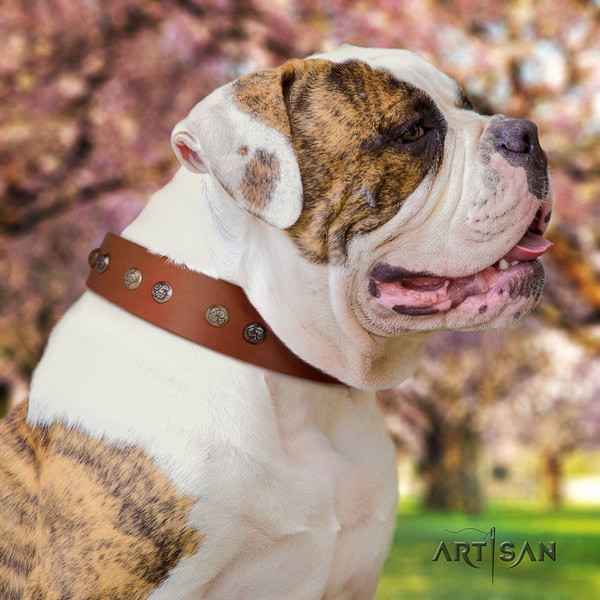 American Bulldog decorated leather dog collar with significant adornments