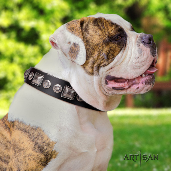 American Bulldog decorated full grain leather dog collar with remarkable embellishments