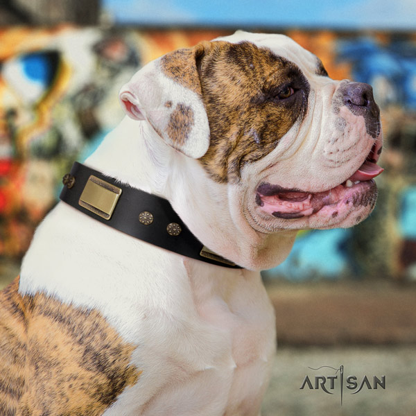 American Bulldog embellished leather dog collar with significant decorations