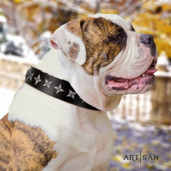 American Bulldog studded genuine leather dog collar with designer adornments