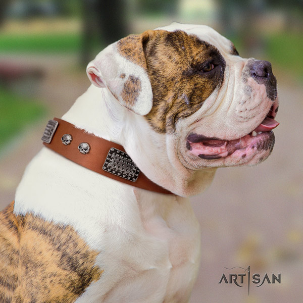 American Bulldog decorated genuine leather dog collar with unique embellishments