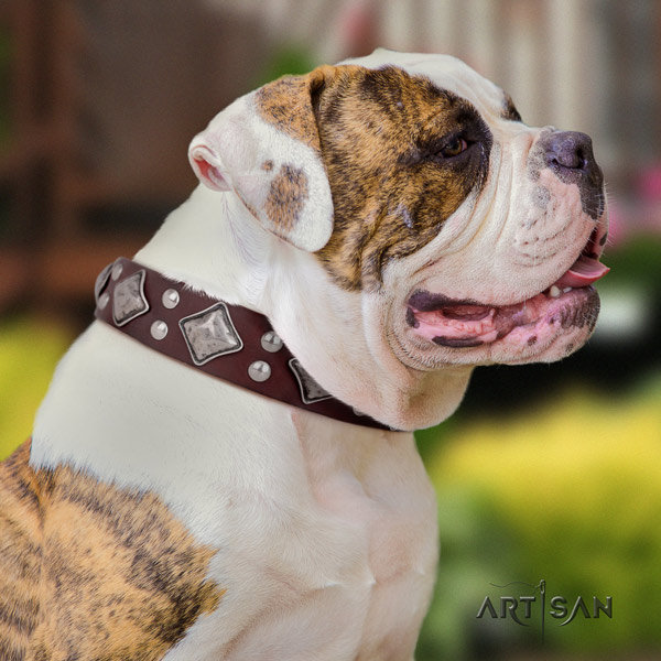 American Bulldog studded full grain leather dog collar with remarkable adornments