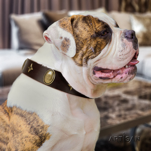 American Bulldog handy use genuine leather collar with decorations for your doggie
