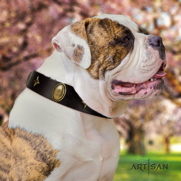 American Bulldog comfy wearing genuine leather collar with decorations for your canine