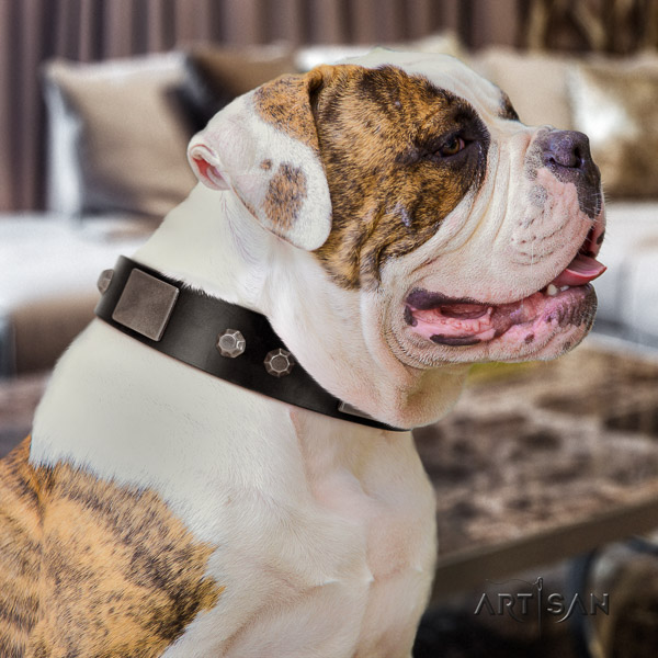 American Bulldog basic training leather collar with decorations for your dog