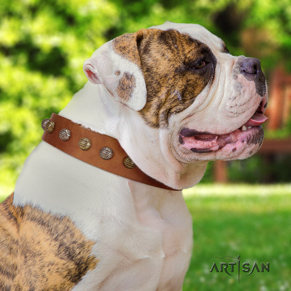 American Bulldog stylish walking genuine leather collar with decorations for your doggie