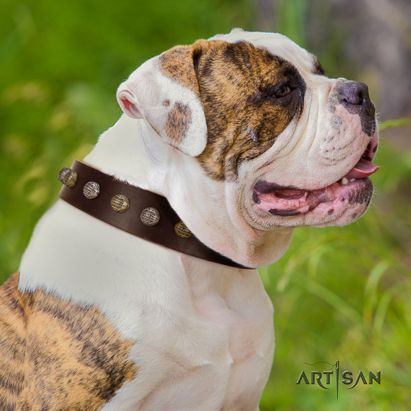 American Bulldog basic training full grain leather collar with decorations for your four-legged friend