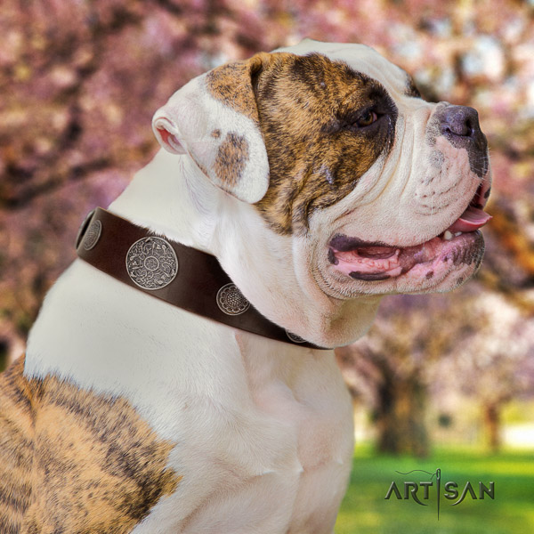 American Bulldog easy wearing full grain leather collar with adornments for your dog