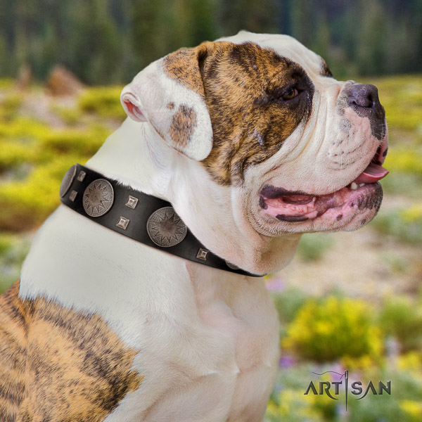 American Bulldog handy use full grain genuine leather collar with adornments for your pet
