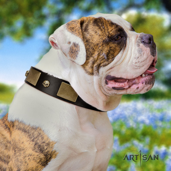 American Bulldog walking full grain genuine leather collar with embellishments for your canine