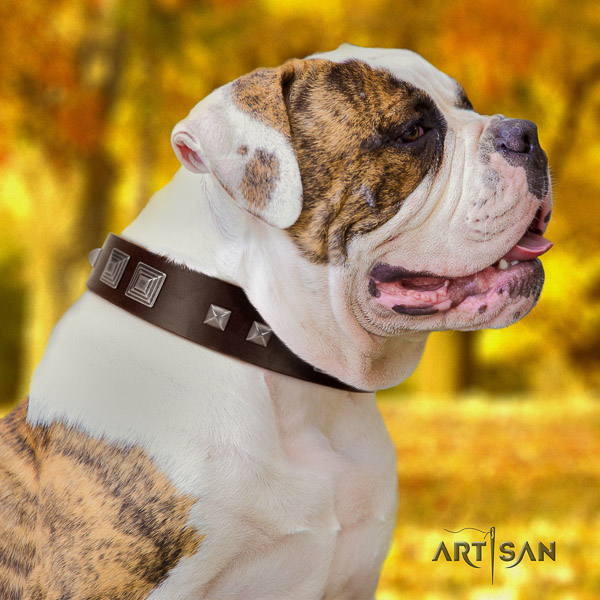 American Bulldog comfy wearing leather collar with embellishments for your canine