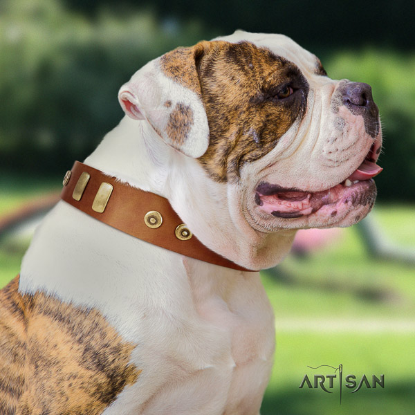 American Bulldog everyday use genuine leather collar with adornments for your doggie