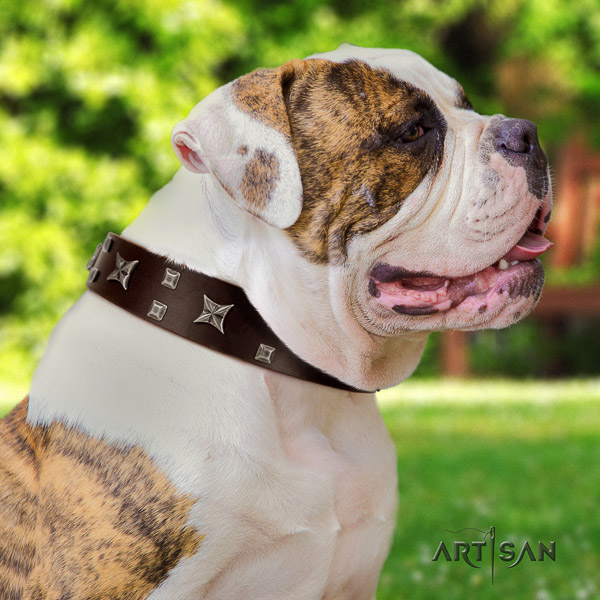American Bulldog comfy wearing genuine leather collar with adornments for your four-legged friend