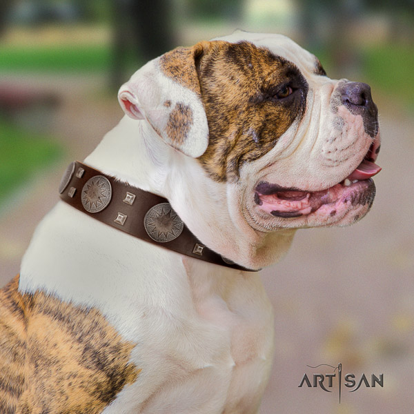 American Bulldog comfortable wearing leather collar with studs for your four-legged friend