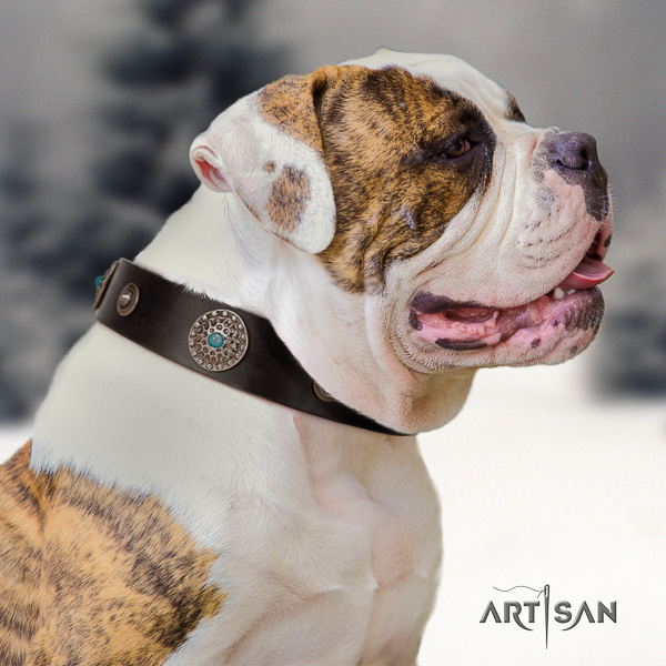 American Bulldog stylish walking full grain natural leather collar with studs for your dog