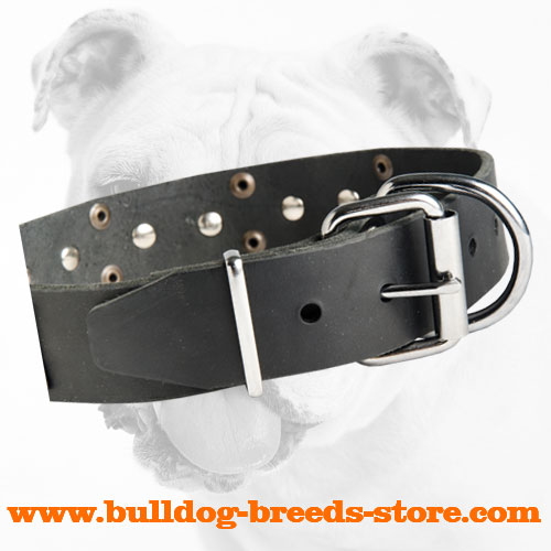 Buckle on Designer Walking Leather Bulldog Collar