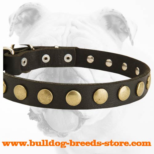 Superb Training Leather Dog Collar with Circles for Bulldog