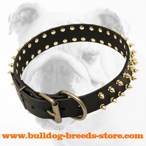 Stylish Walking Spiked Leather Bulldog Collar with Brass Fittings