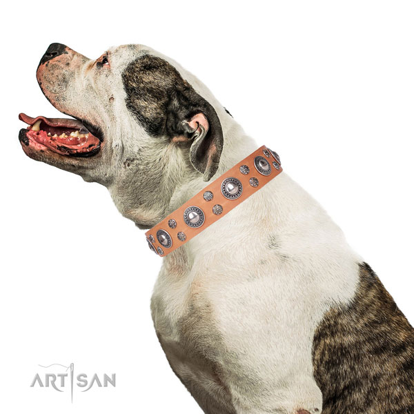 Bulldog unusual full grain leather dog collar for comfy wearing