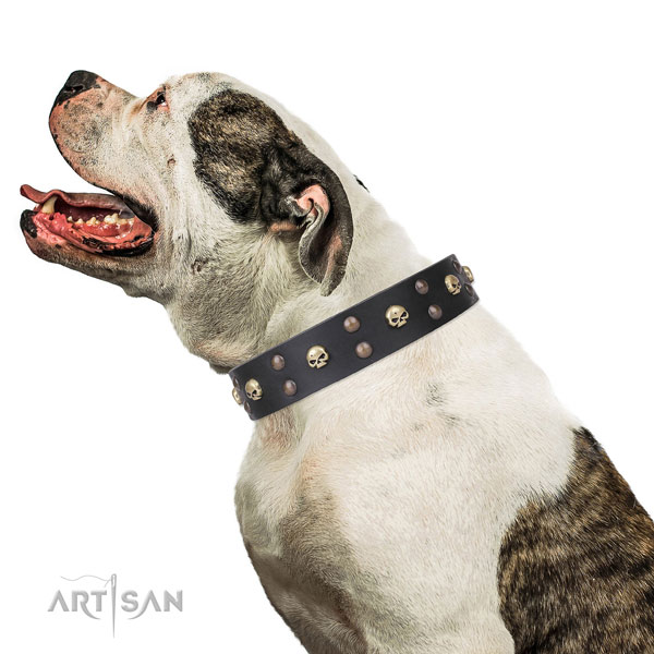 Bulldog stunning full grain genuine leather dog collar for daily walking