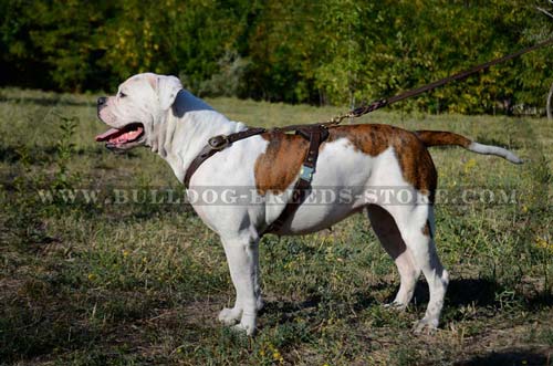 Perfect Training Leather American Bulldog Harness