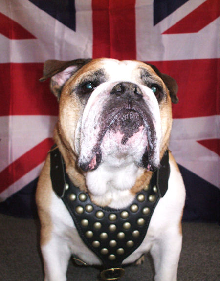 British Bulldog Leather Dog Collars - Fleece Dog Harnesses