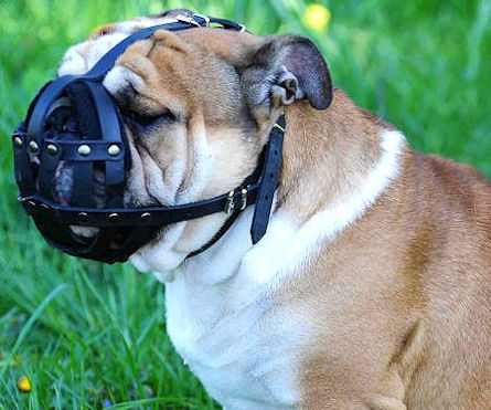 Bulldog Muzzle | Leather Dog Muzzles