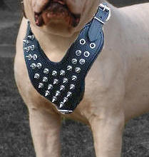 Leather Spiked Dog Harness- Deluxe custom Leather Harness